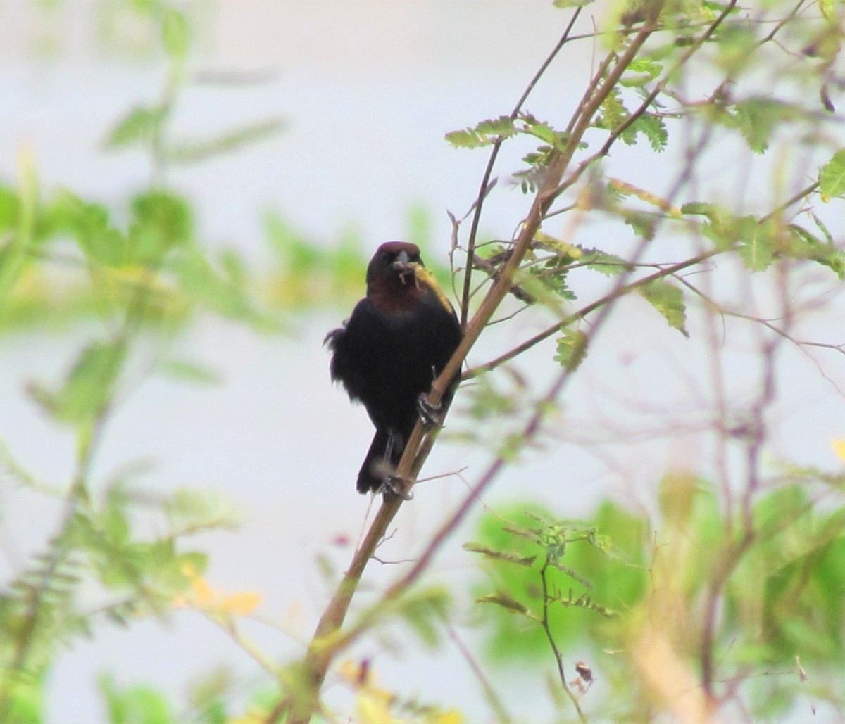 Chestnut-capped Blackbird - Rebeca Irala Wildlife PY