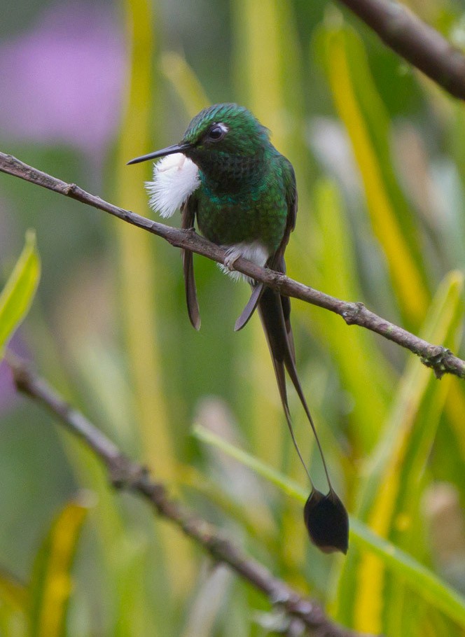 White-booted Racket-tail - ML39575161