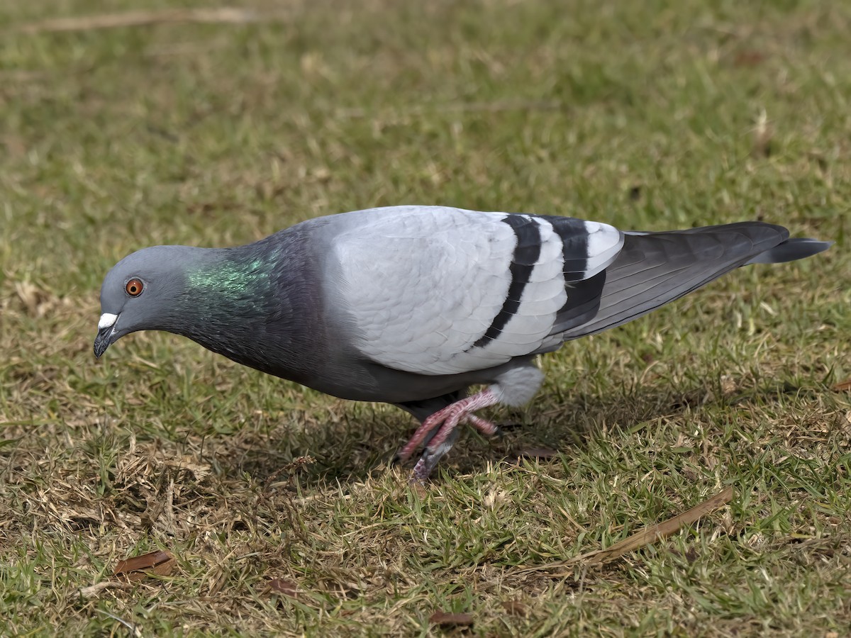 Rock Pigeon (Feral Pigeon) - ML395752401