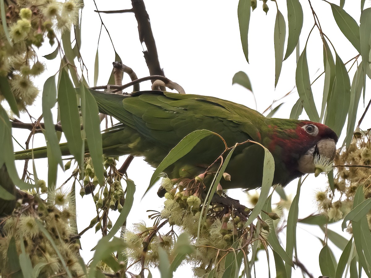 Red-masked Parakeet - Robert Hamilton
