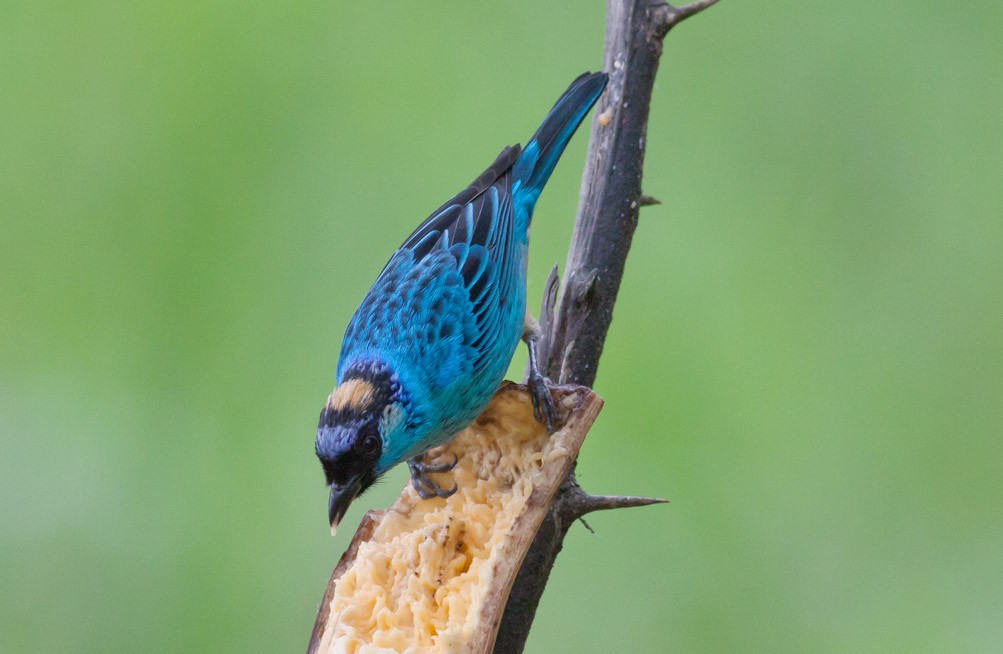 Golden-naped Tanager - Michael Todd