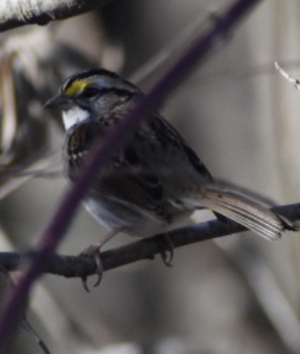 White-throated Sparrow - ML395764591