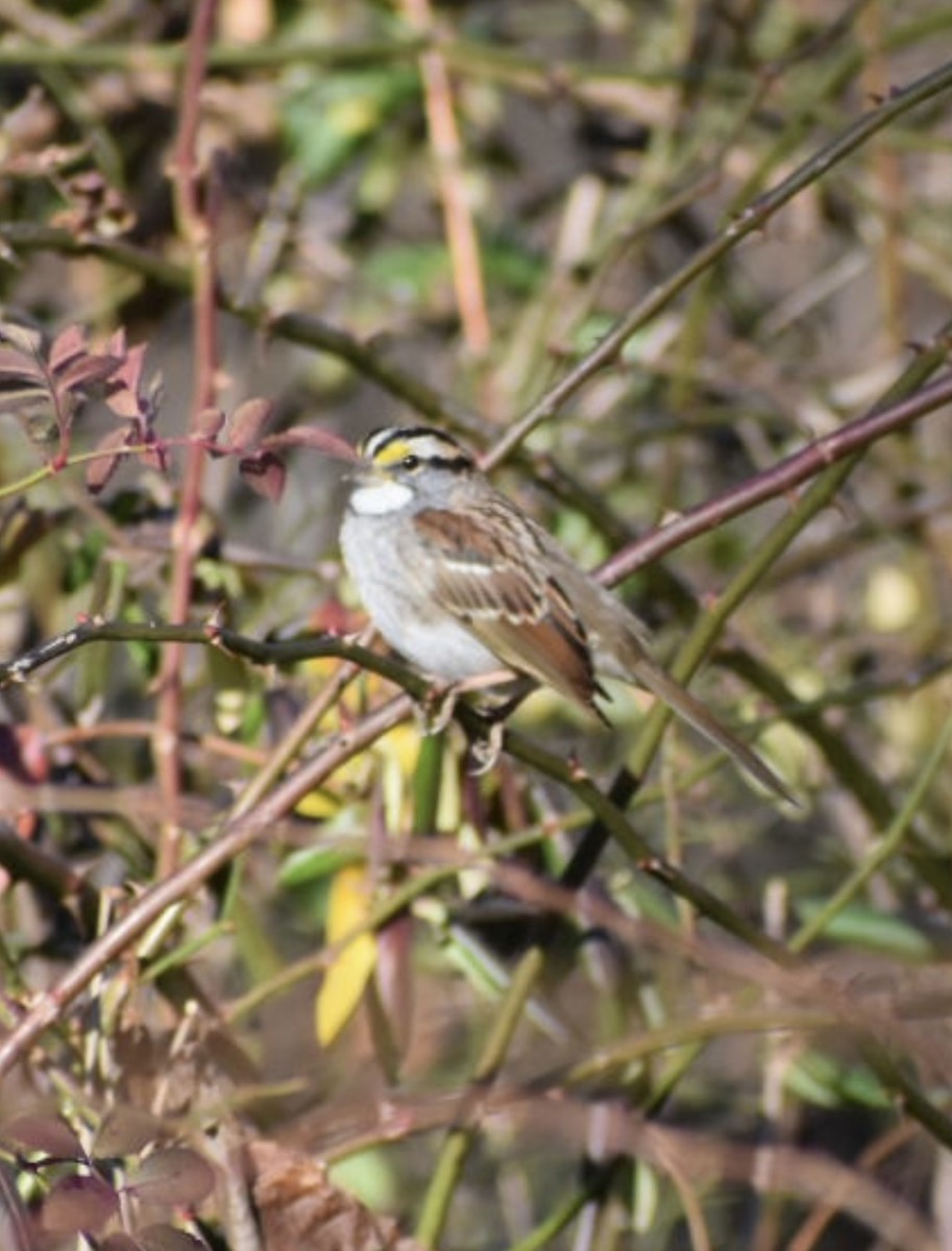 White-throated Sparrow - Dan Cowell