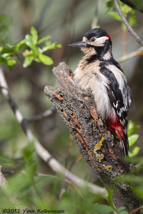 Great Spotted Woodpecker - Yann Kolbeinsson