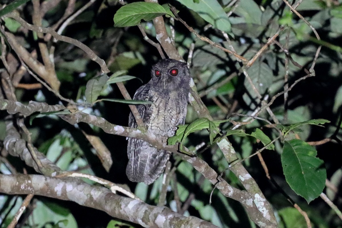 Tawny-bellied Screech-Owl (Tawny-bellied) - Ian Thompson