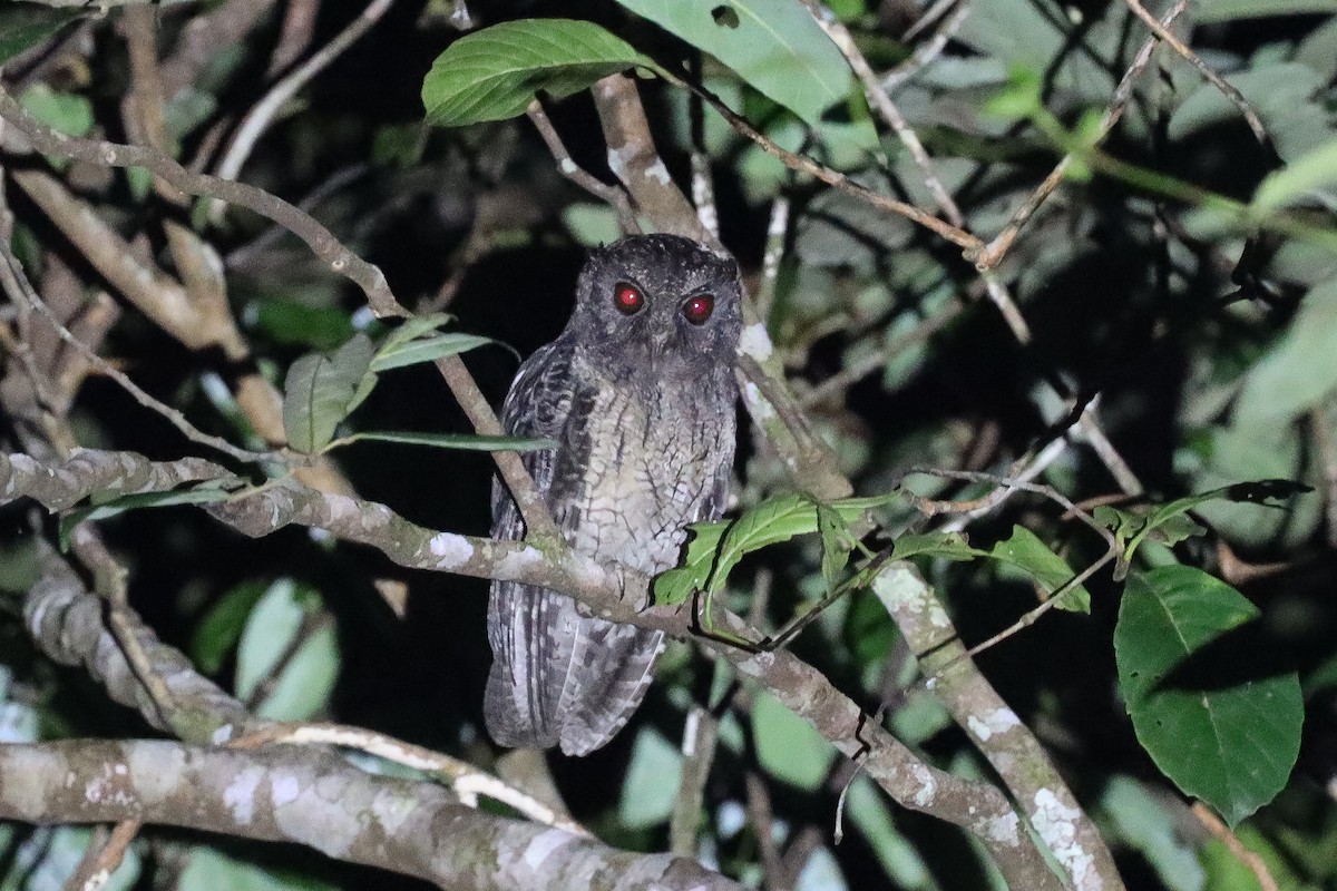 Tawny-bellied Screech-Owl (Tawny-bellied) - ML395774631