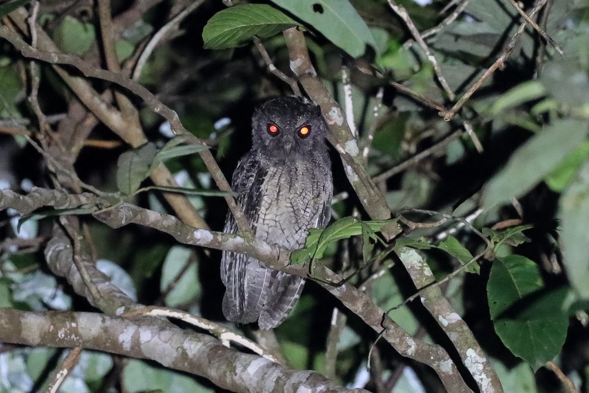 Tawny-bellied Screech-Owl (Tawny-bellied) - Ian Thompson