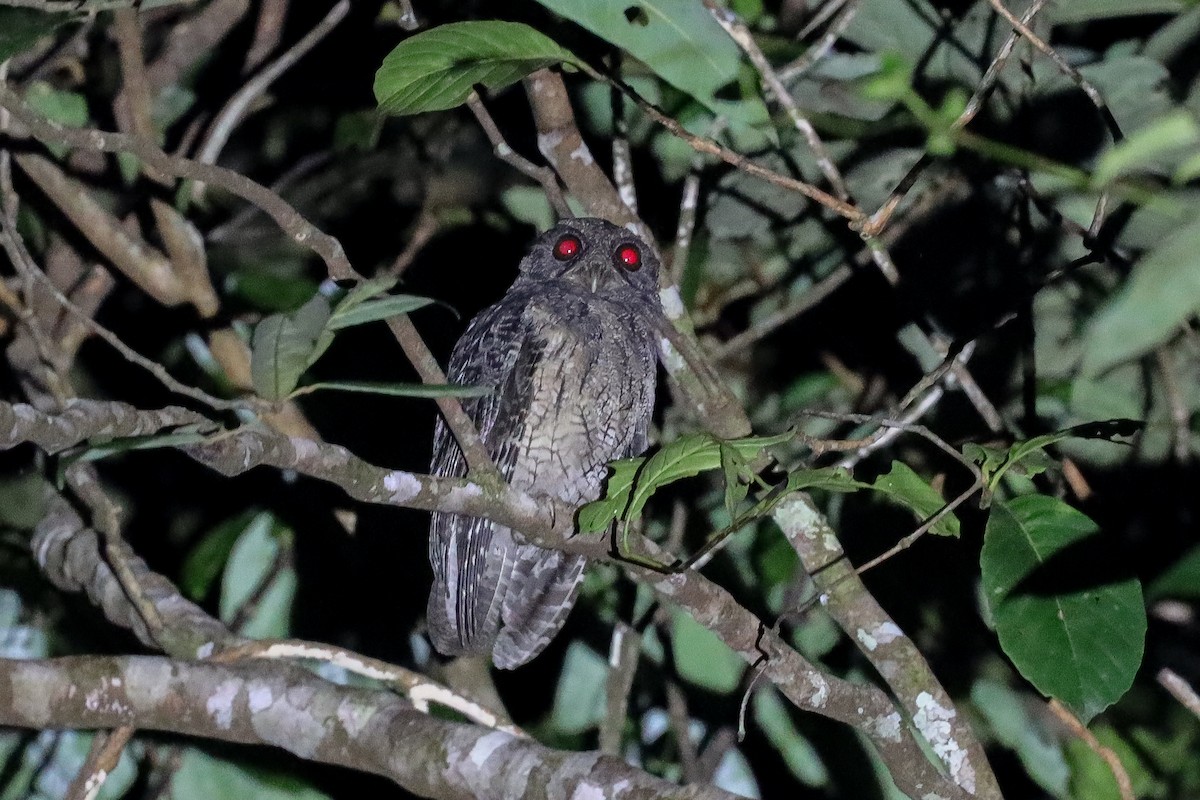 Tawny-bellied Screech-Owl (Tawny-bellied) - ML395774651