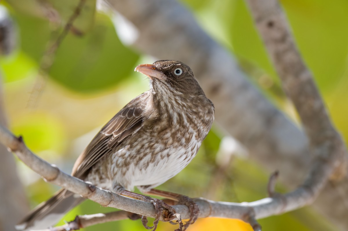 Pearly-eyed Thrasher - Andrew Newmark