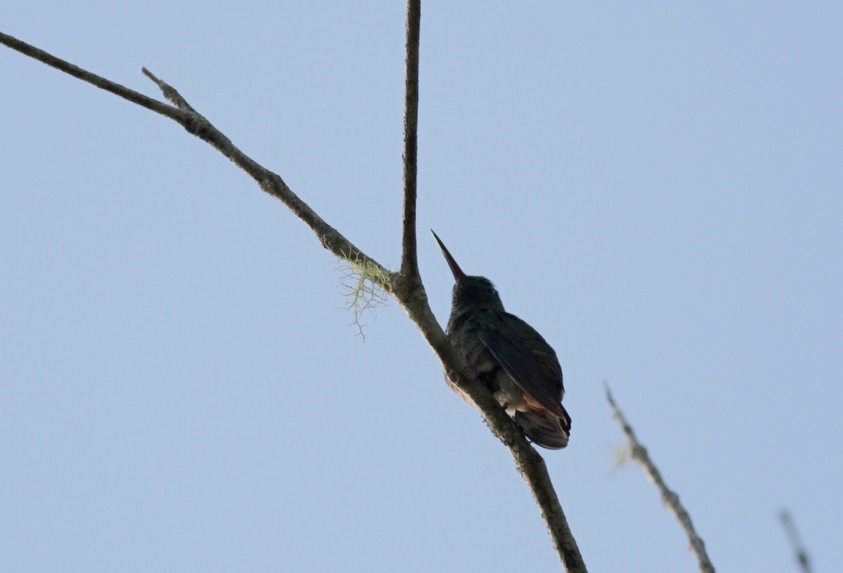Copper-tailed Hummingbird - Jay McGowan