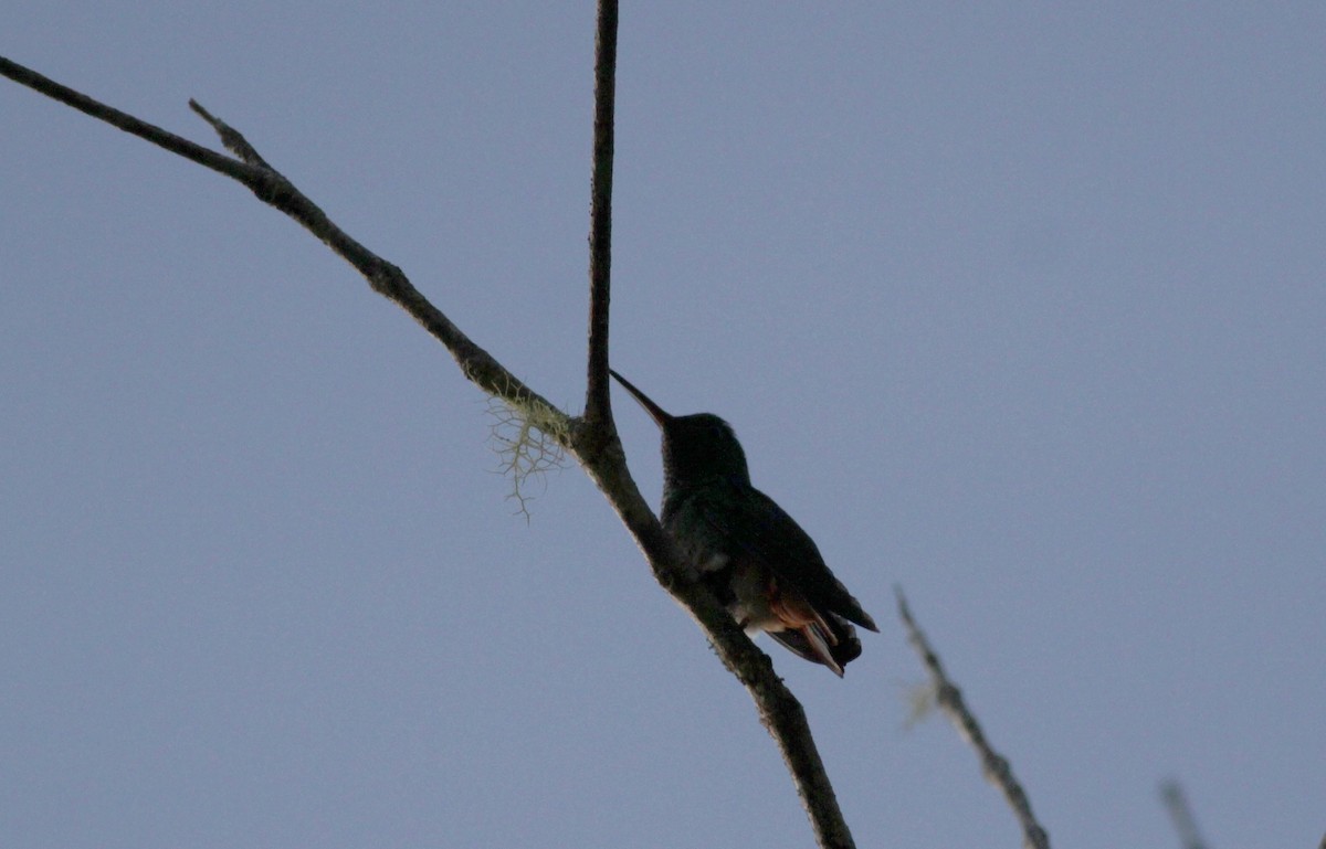 Copper-tailed Hummingbird - ML39577541