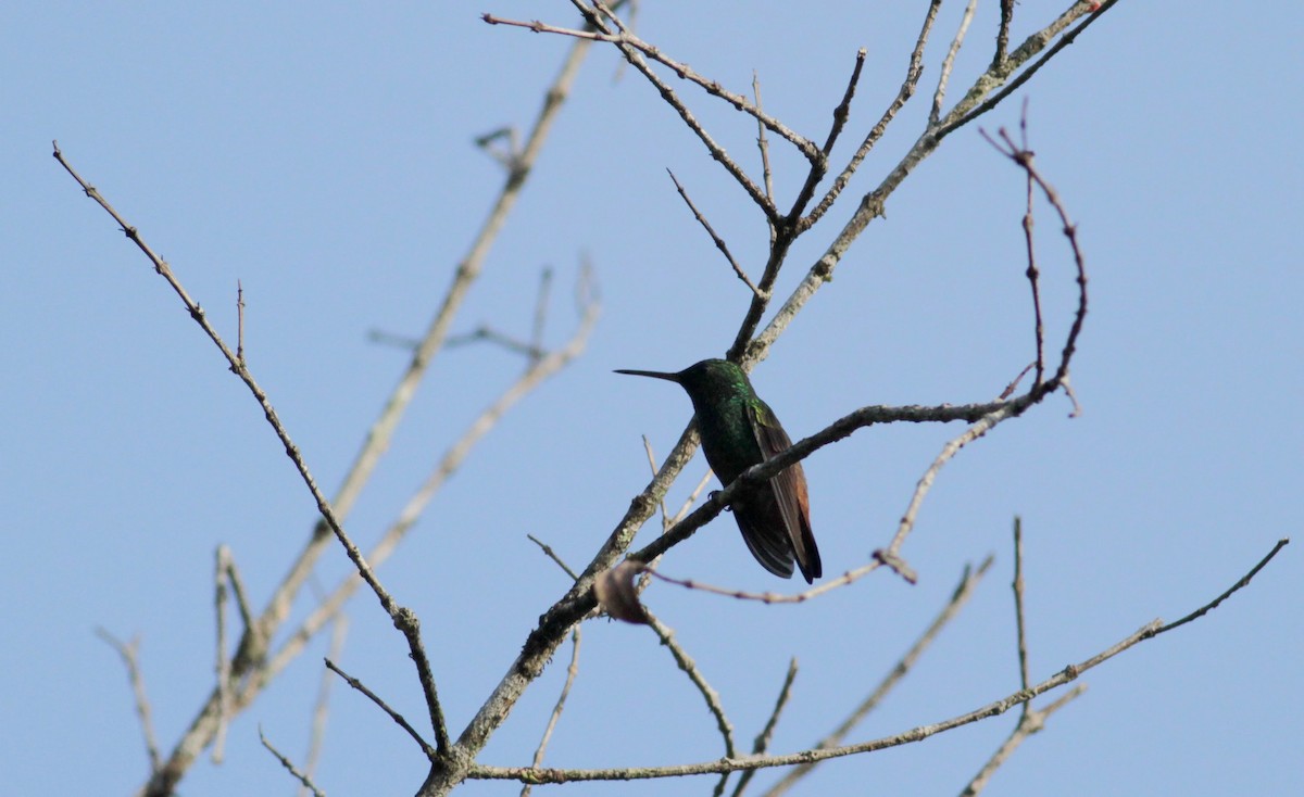Copper-tailed Hummingbird - ML39577551