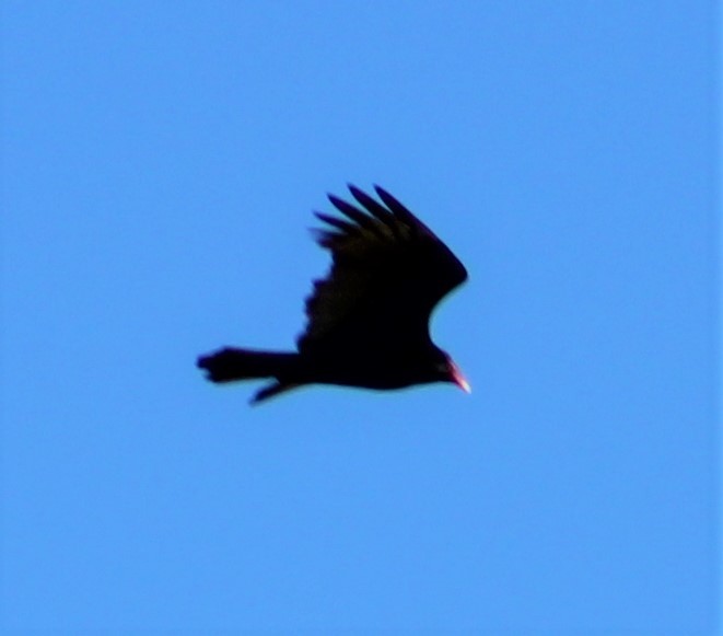 Turkey Vulture - ML395776441