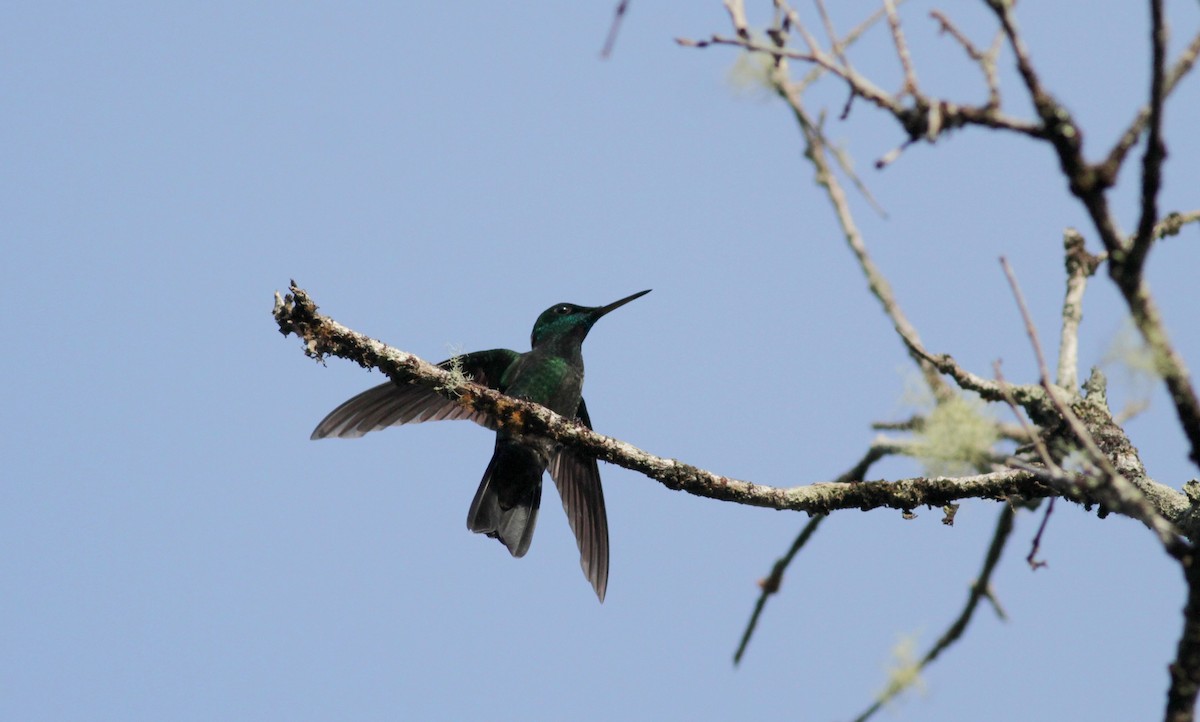 kolibřík sametový - ML39577661