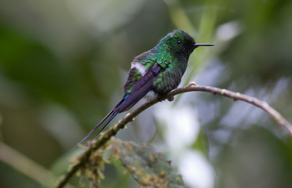 Green Thorntail - Michael Todd