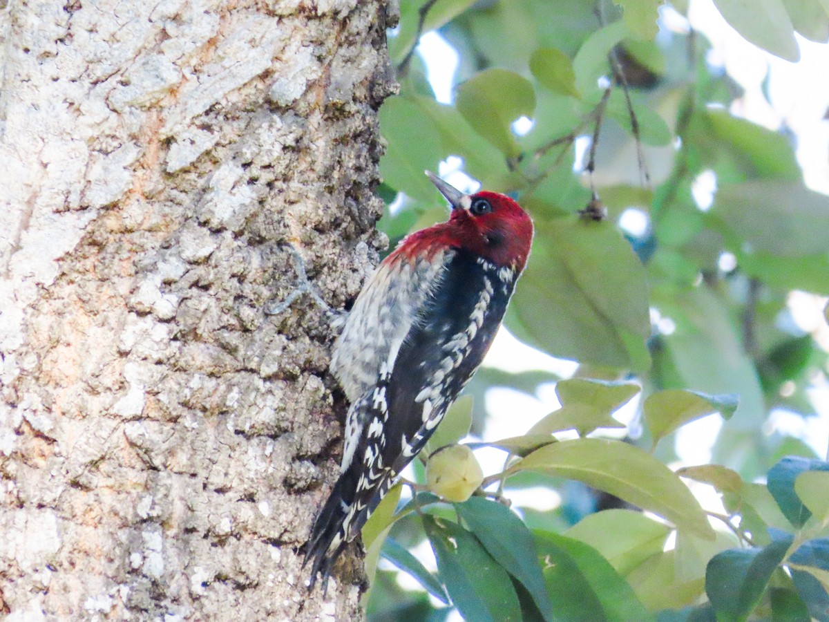 Red-breasted Sapsucker - ML395785691
