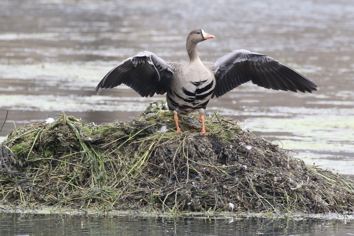 Greater White-fronted Goose - Glen Chapman