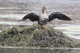 Greater White-fronted Goose, ML395786141
