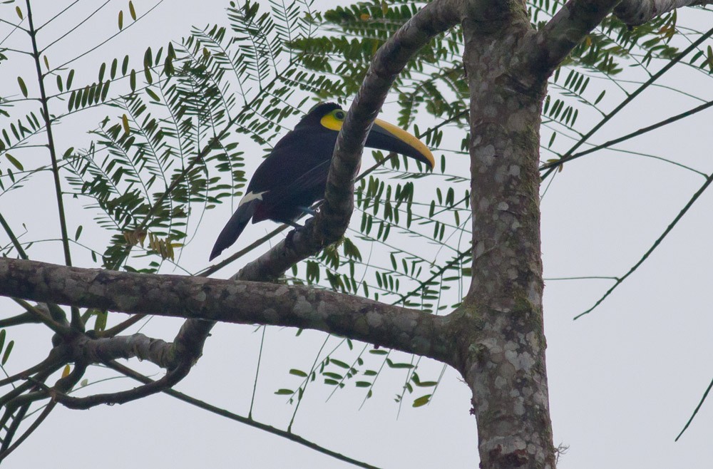 Yellow-throated Toucan (Chestnut-mandibled) - ML39579441