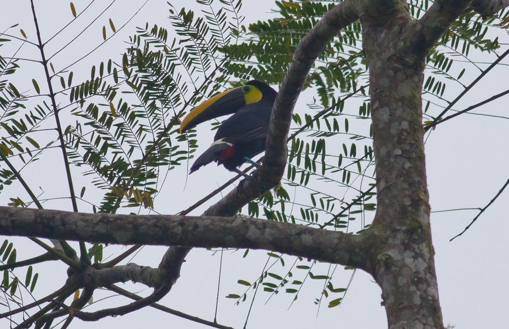 Yellow-throated Toucan (Chestnut-mandibled) - ML39579451