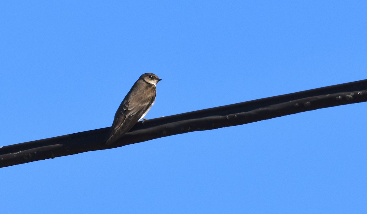 Northern Rough-winged Swallow - ML395800901