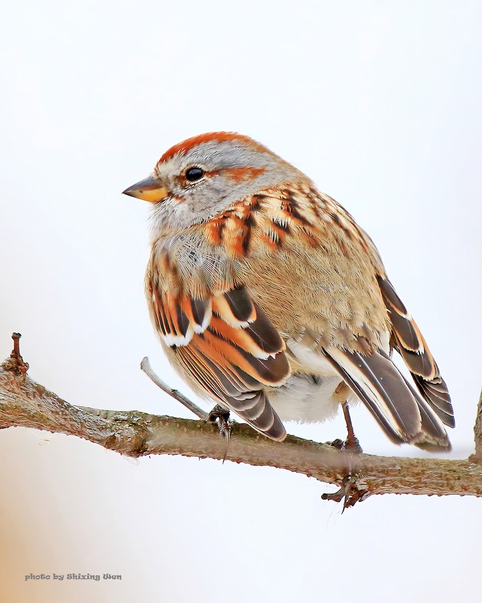 American Tree Sparrow - ML395801061