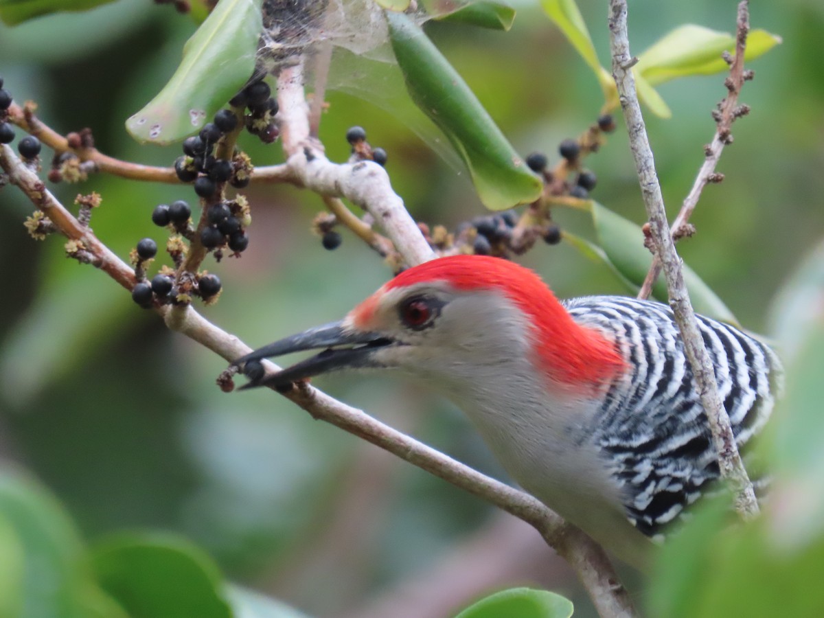 Red-bellied Woodpecker - ML395802241