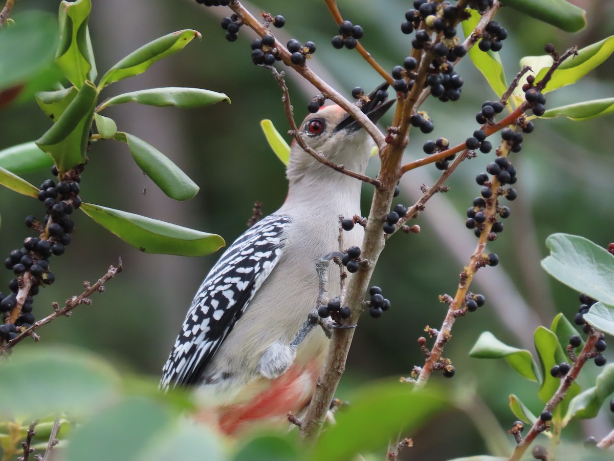 Red-bellied Woodpecker - ML395802271