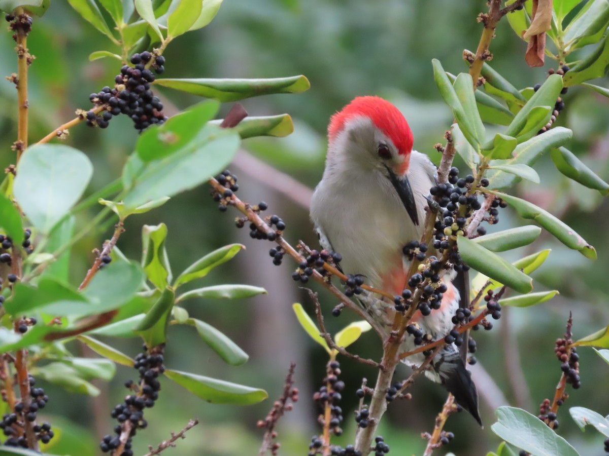 Red-bellied Woodpecker - ML395802301