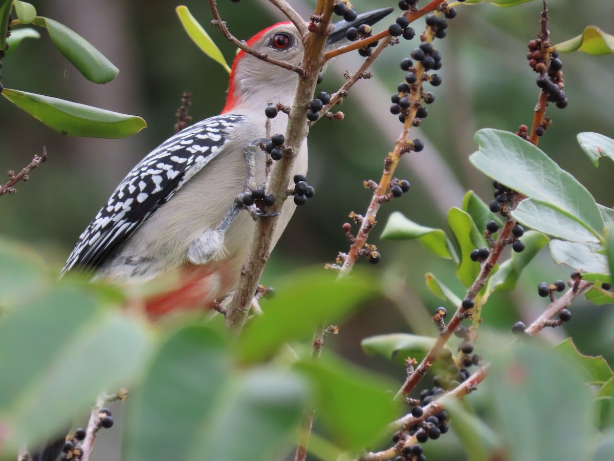 Red-bellied Woodpecker - ML395802311