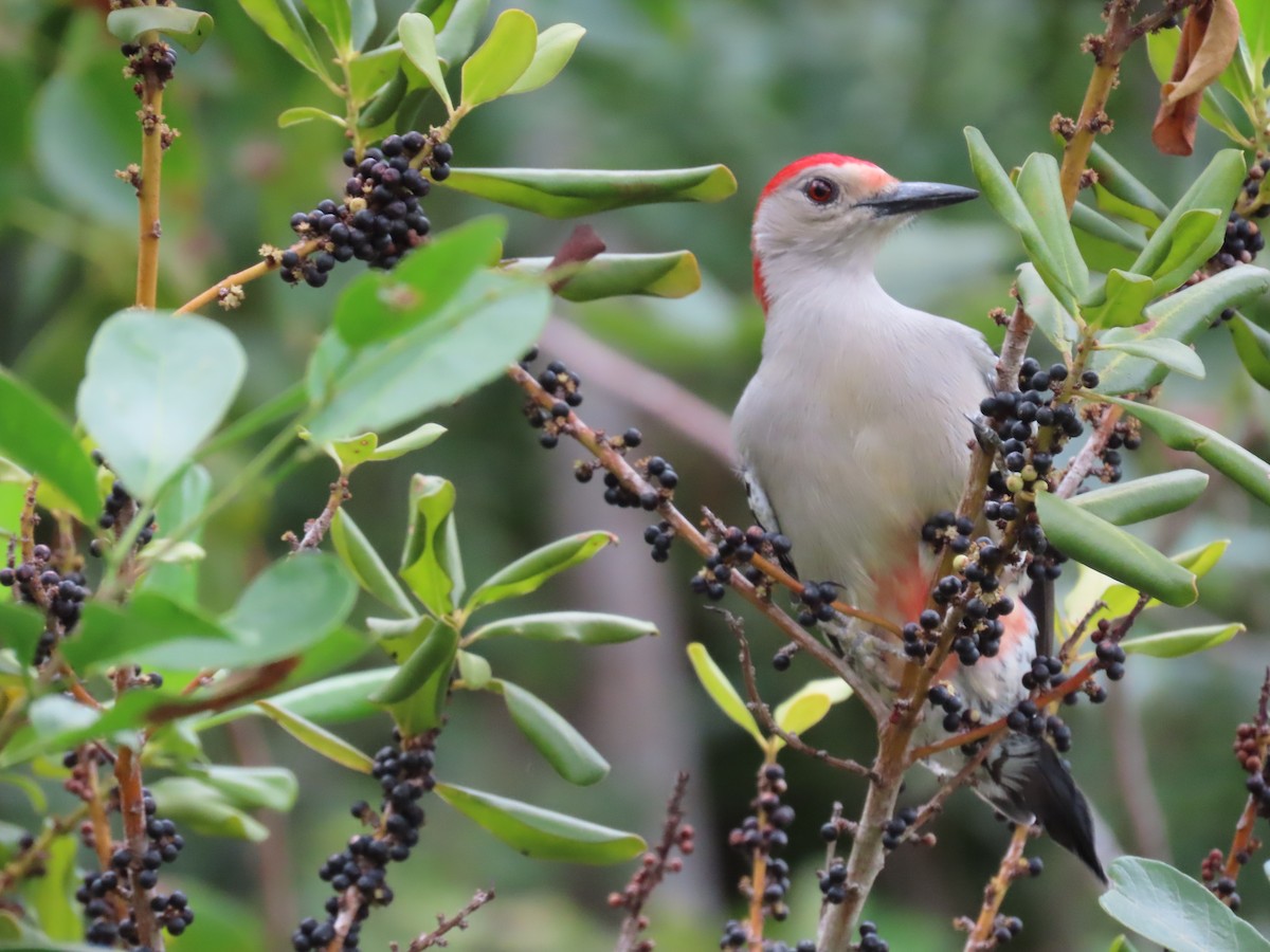 Red-bellied Woodpecker - ML395802331