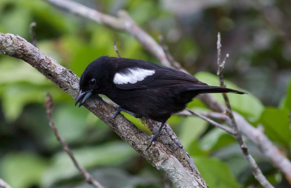 White-shouldered Tanager - Michael Todd