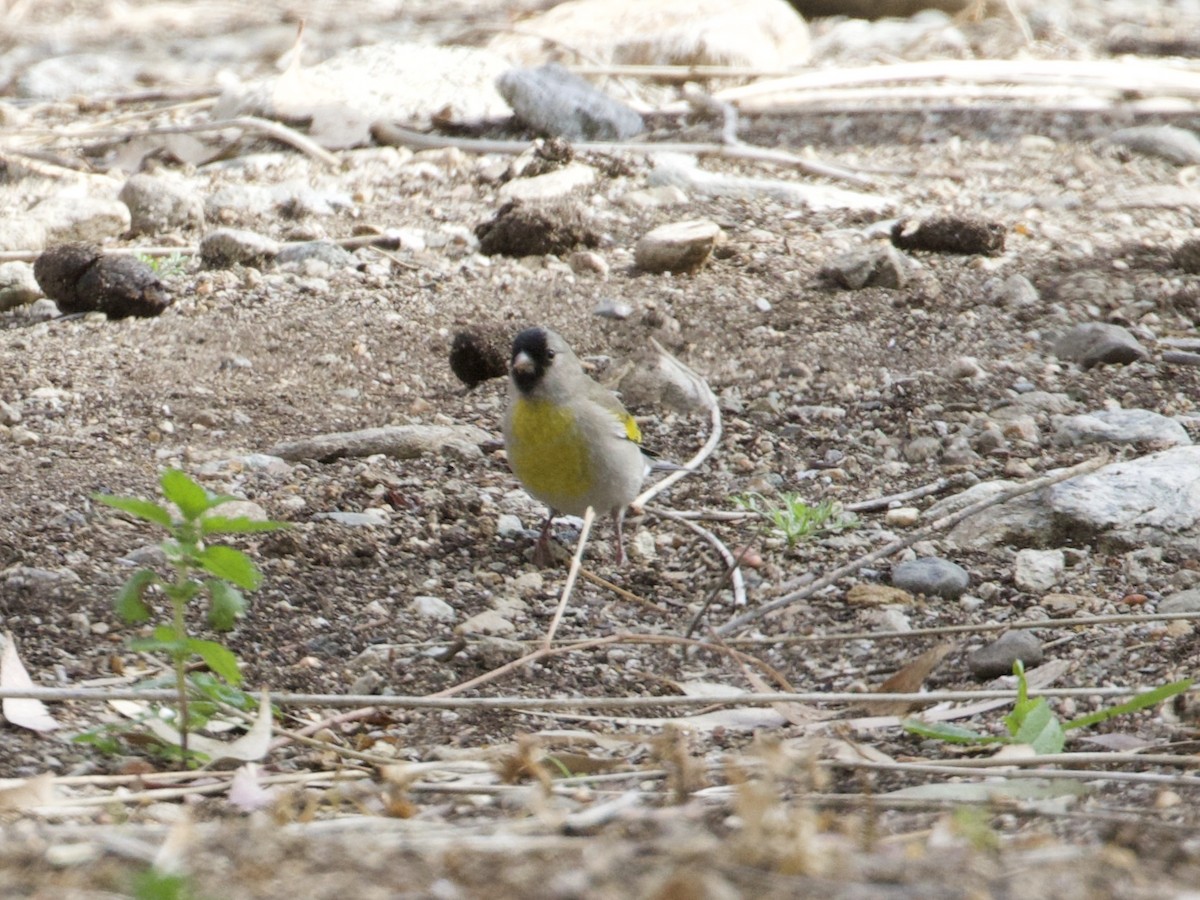 Lawrence's Goldfinch - ML395811491