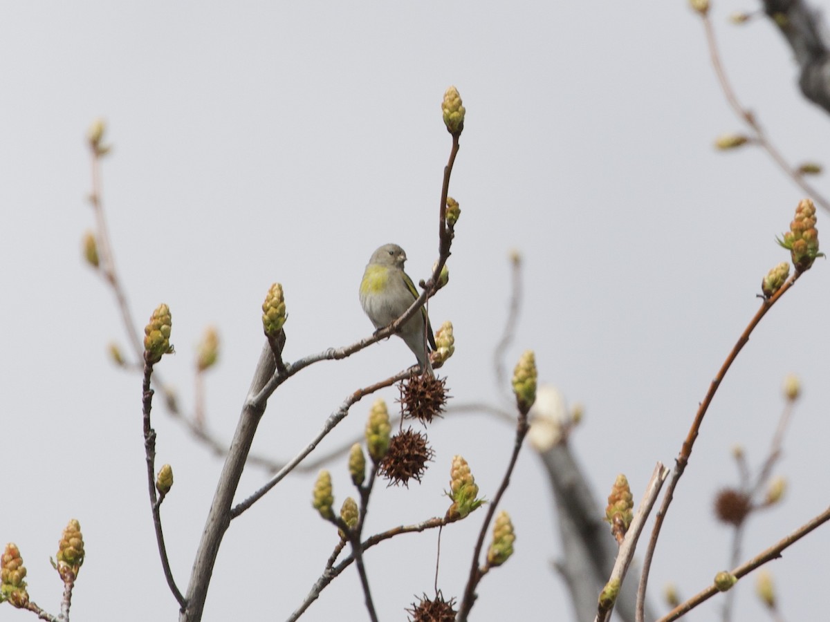 Lawrence's Goldfinch - ML395811501