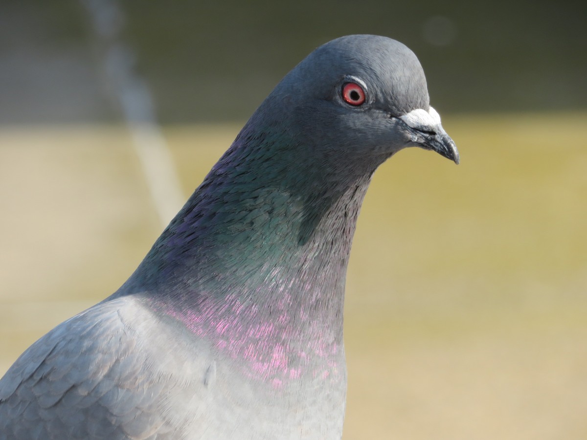 Rock Pigeon (Feral Pigeon) - ML395815751