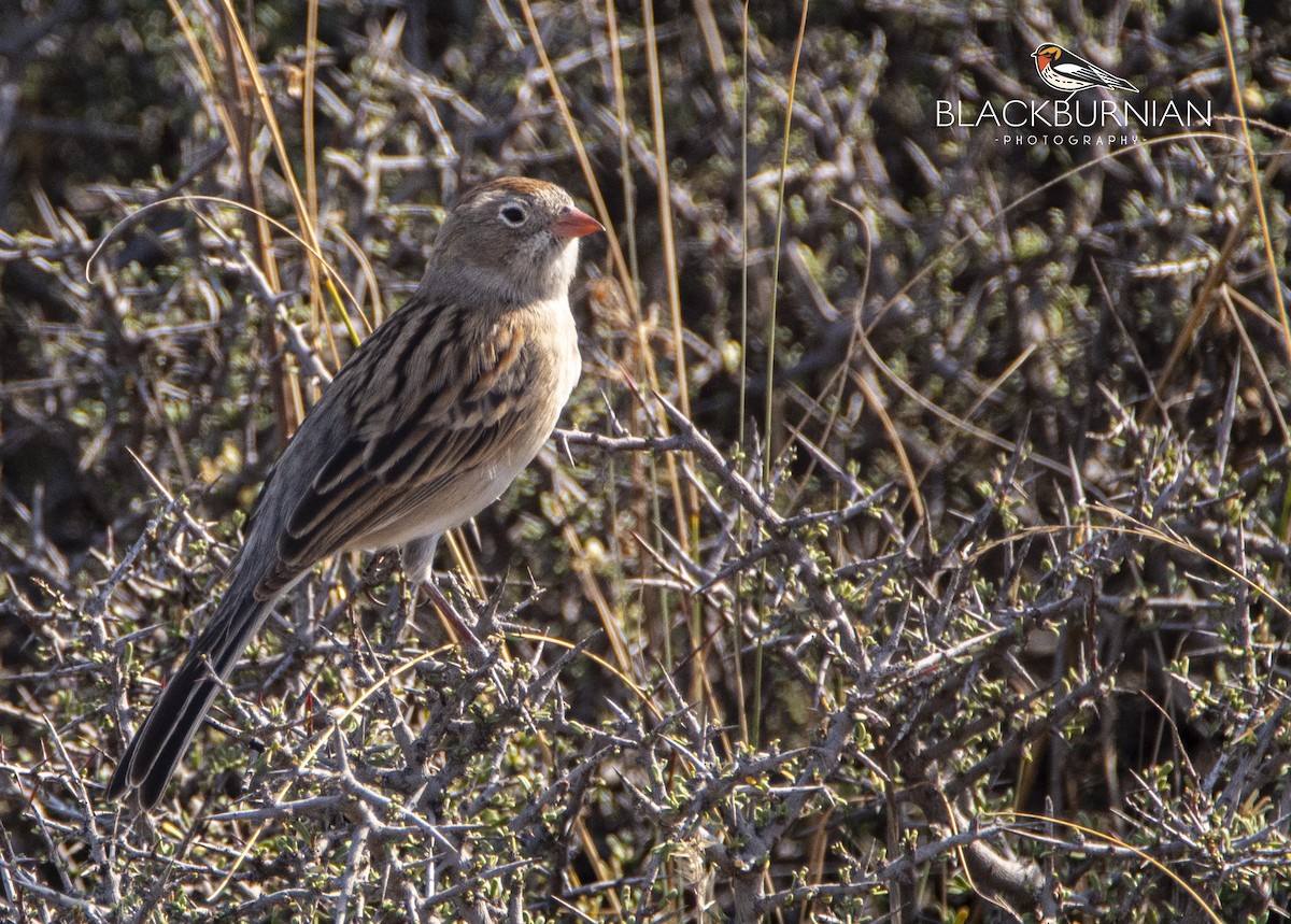 Worthen's Sparrow - Leonardo Guzmán (Kingfisher Birdwatching Nuevo León)