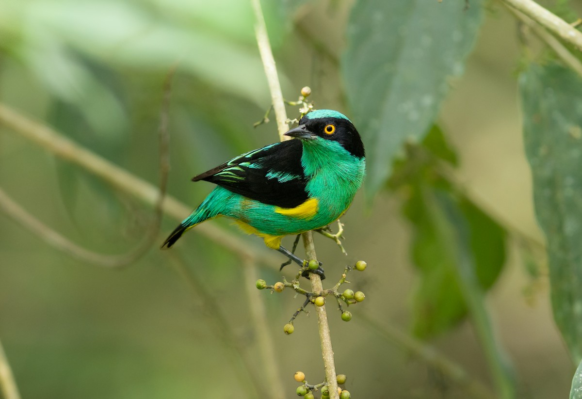 Black-faced Dacnis (Yellow-tufted) - ML395821791