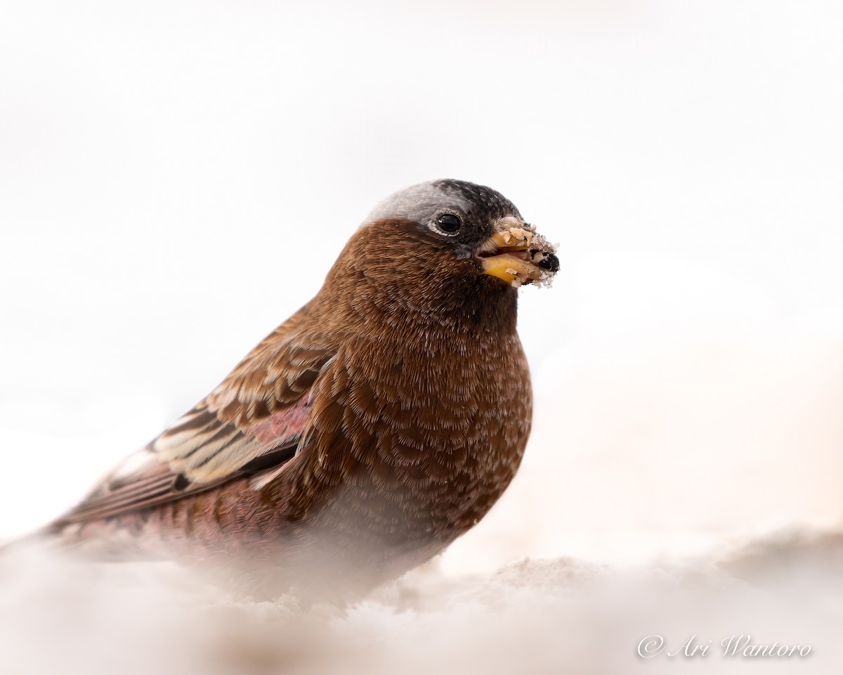 Gray-crowned Rosy-Finch - ML395823061