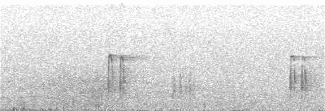 strakapoud bělohlavý - ML395836891