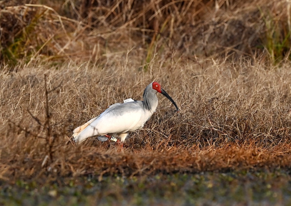 Crested Ibis - ML395837521