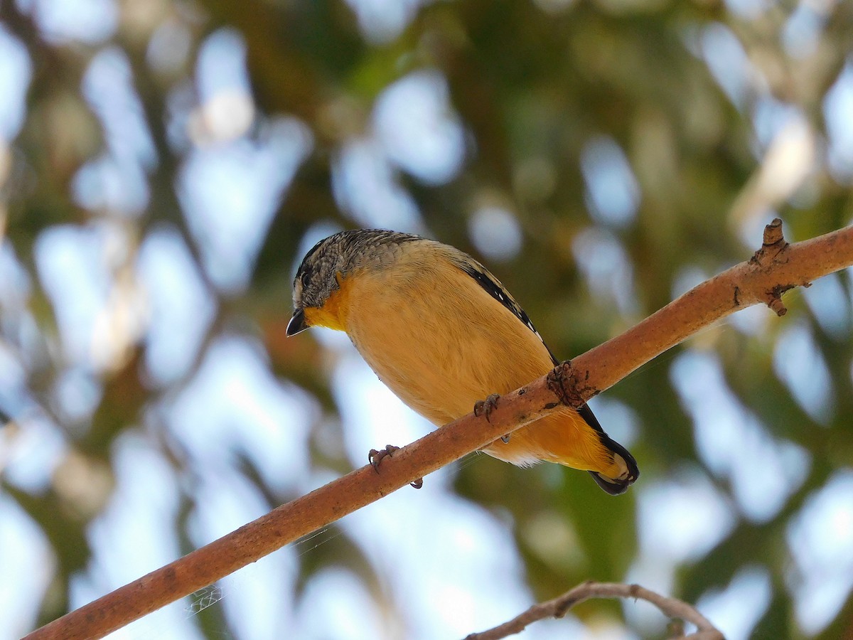 Spotted Pardalote - ML395840131