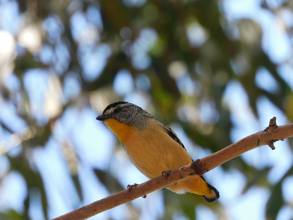 Spotted Pardalote - ML395840141