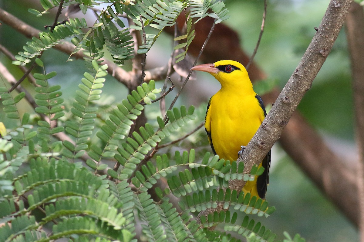 Indian Golden Oriole - ML395844391