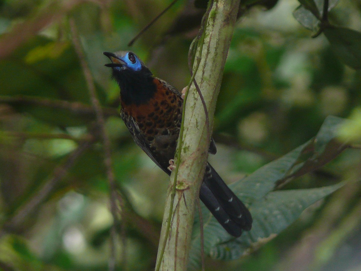 Ocellated Antbird - Brian Cox