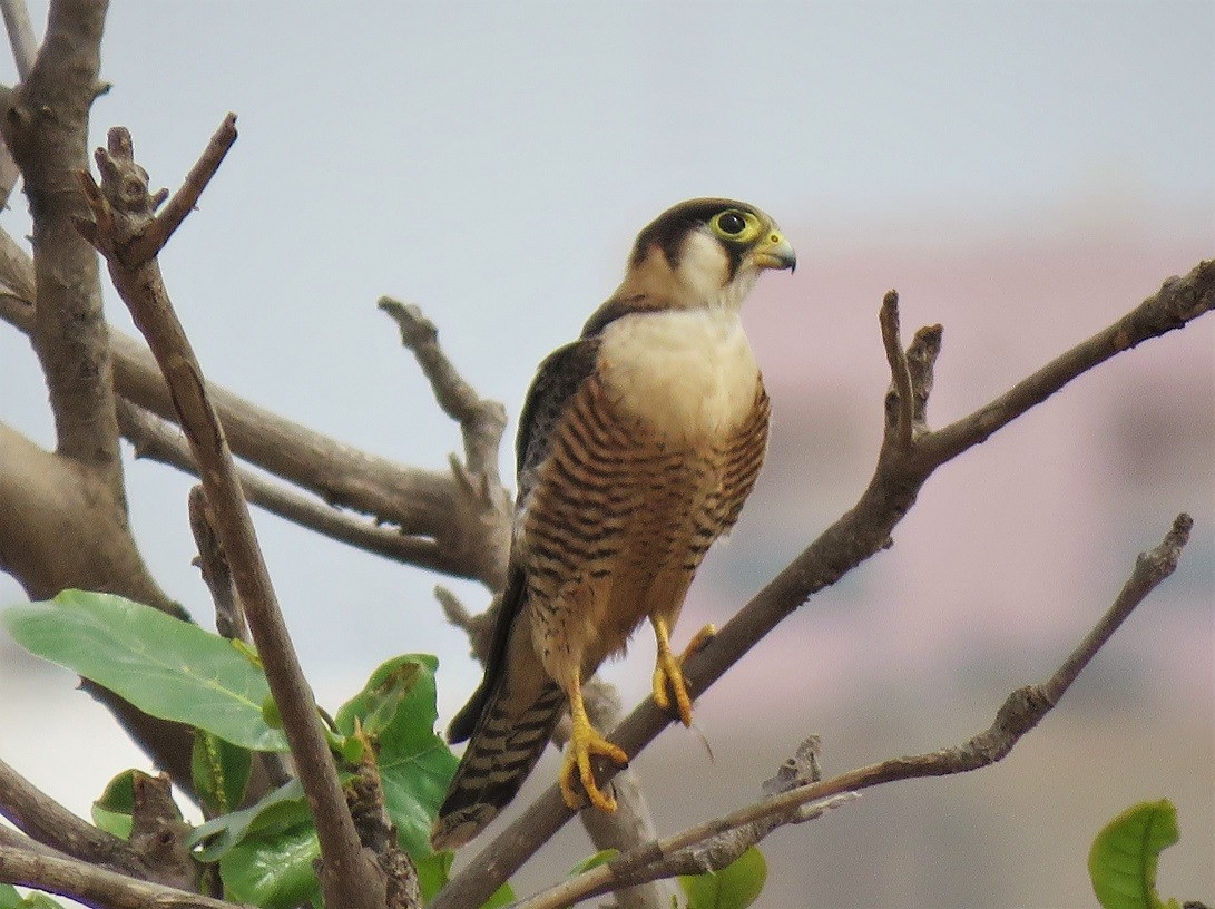 Red-necked Falcon - ML395850131
