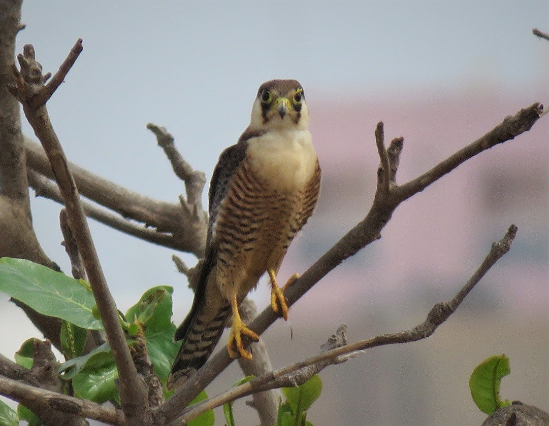 Red-necked Falcon - ML395850141