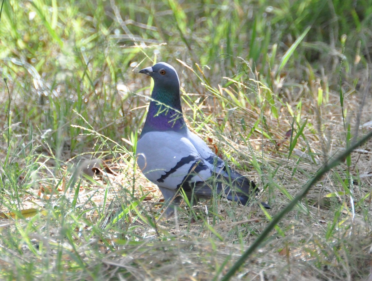 Rock Pigeon (Feral Pigeon) - ML395852181