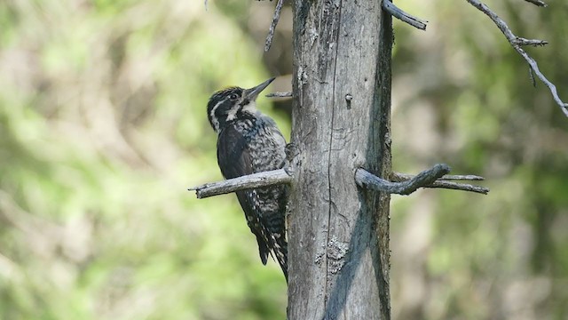 Eurasian Three-toed Woodpecker - ML395854011