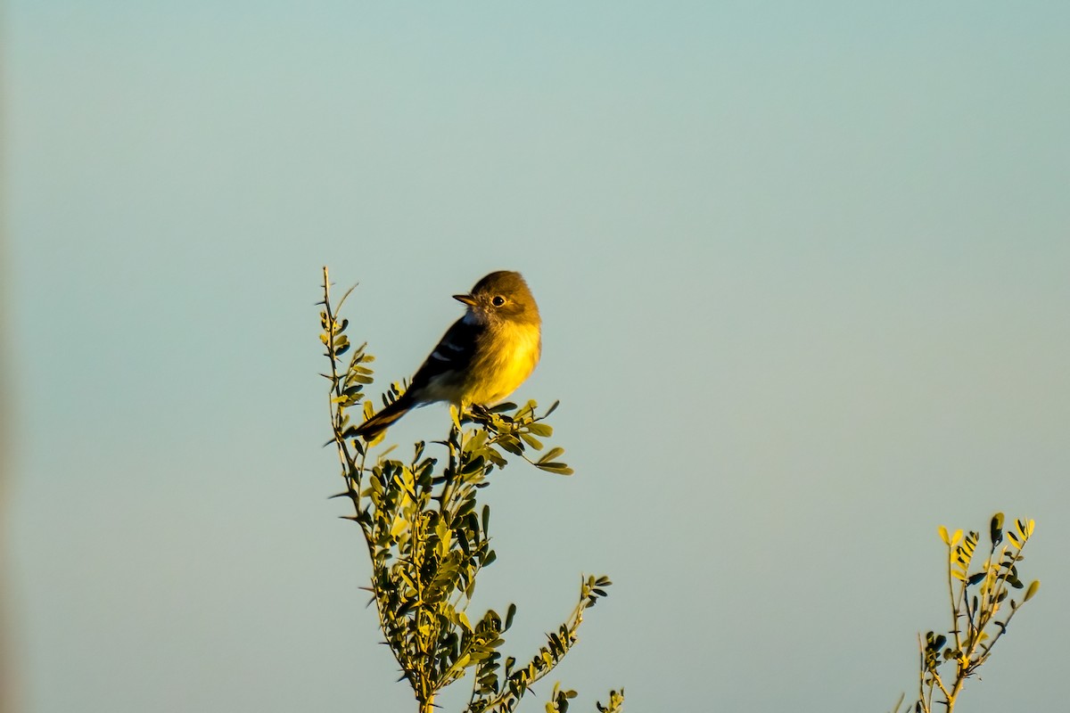 Gray Flycatcher - ML395858181