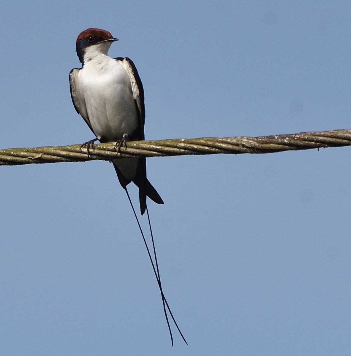Wire-tailed Swallow - ML395862801